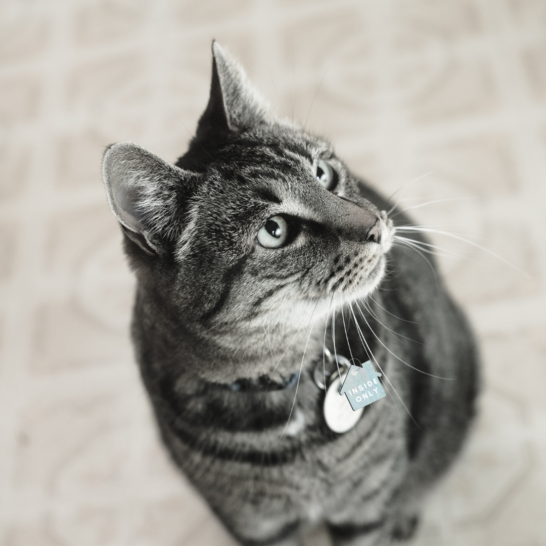 Collar charm - inside only dog collar cat collar