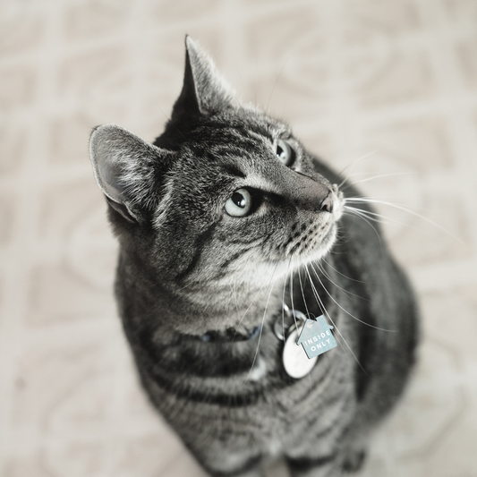 Collar charm: inside only dog collar cat collar