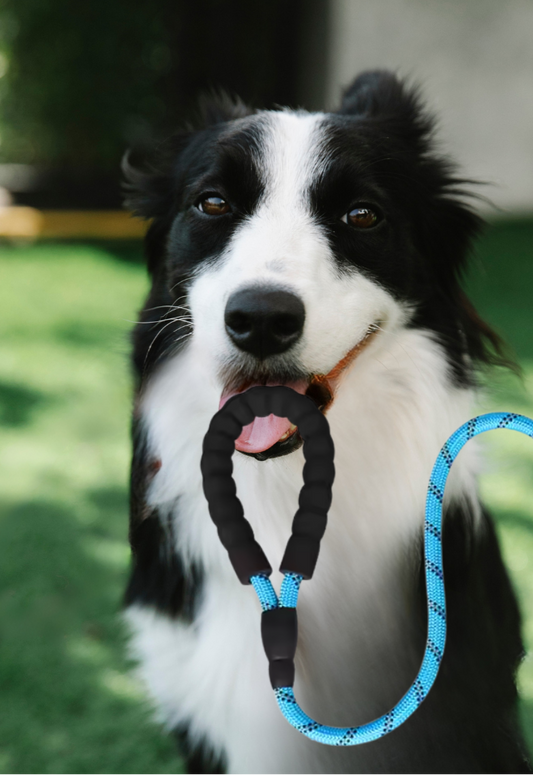 Black and white dog holding a blue and black dog leash in its mouth outdoors.