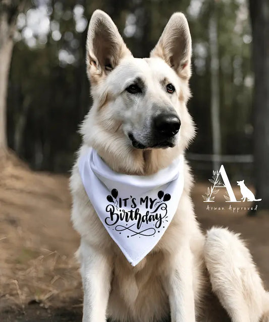 White dog wearing a 'It's My Birthday' bandana in a forest setting