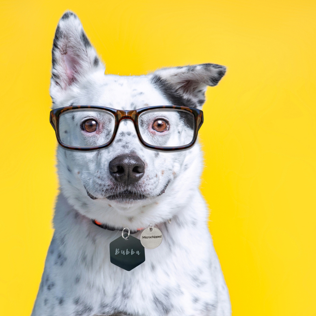 ID Tag, Personalized Microchipped, medicated, etc.