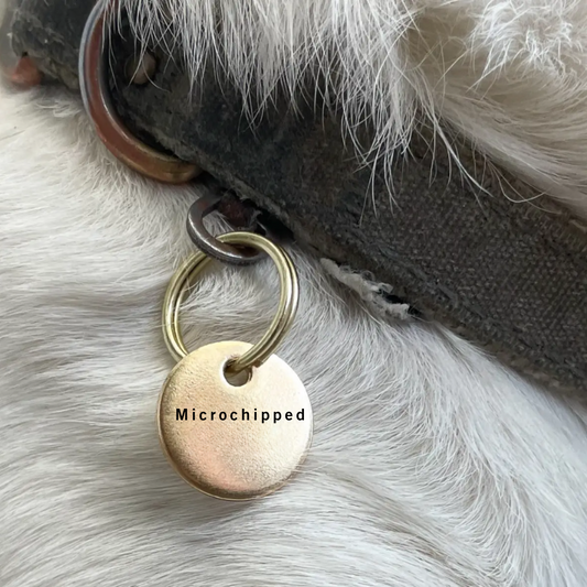 ID Tag, Personalized Microchipped, medicated, etc.