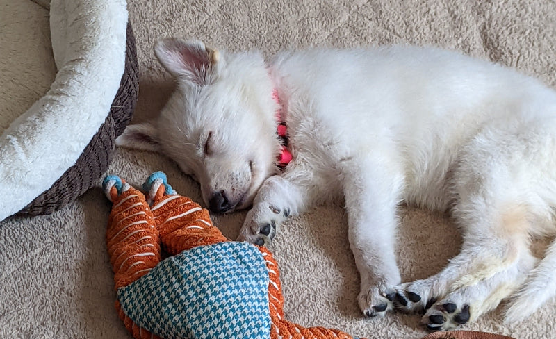 Young dog resting with first collar